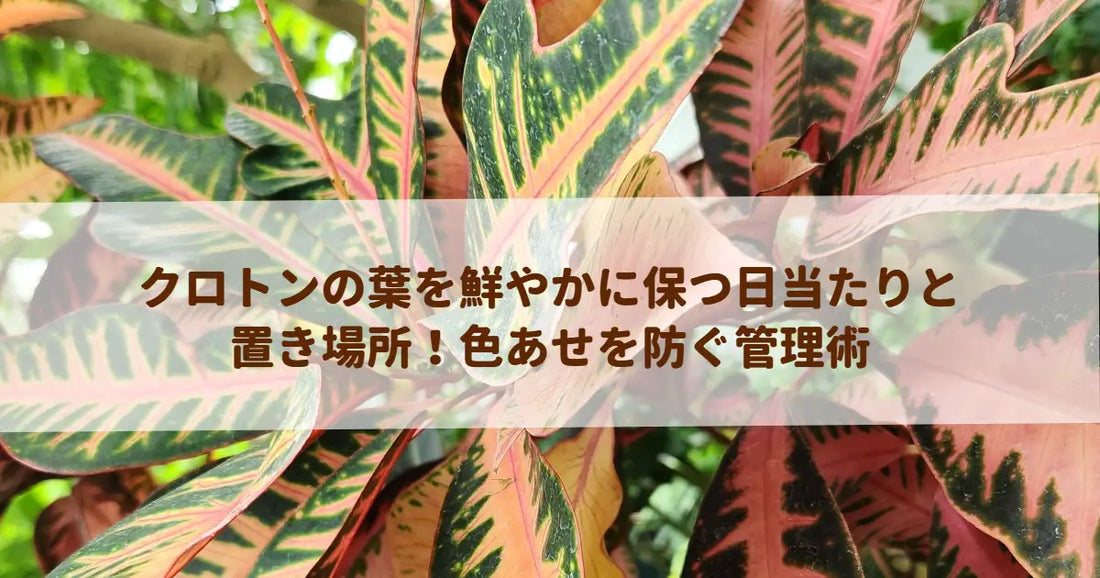 クロトンの葉を鮮やかに保つ日当たりと置き場所！色あせを防ぐ管理術