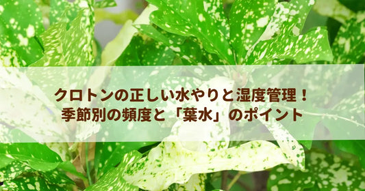 クロトンの正しい水やりと湿度管理！季節別の頻度と「葉水」のポイント