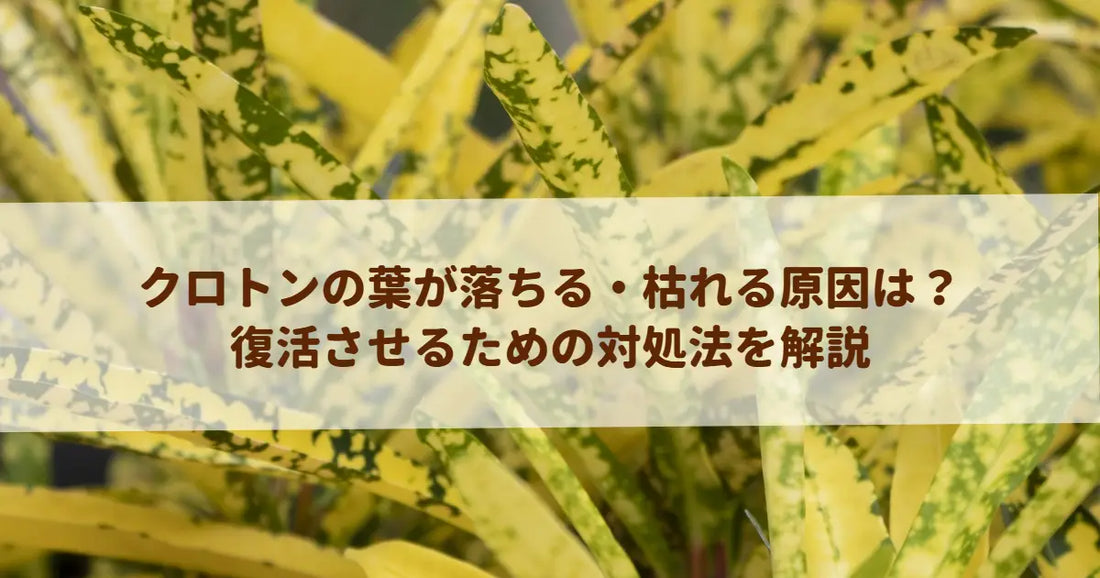 クロトンの葉が落ちる・枯れる原因は？復活させるための対処法を解説