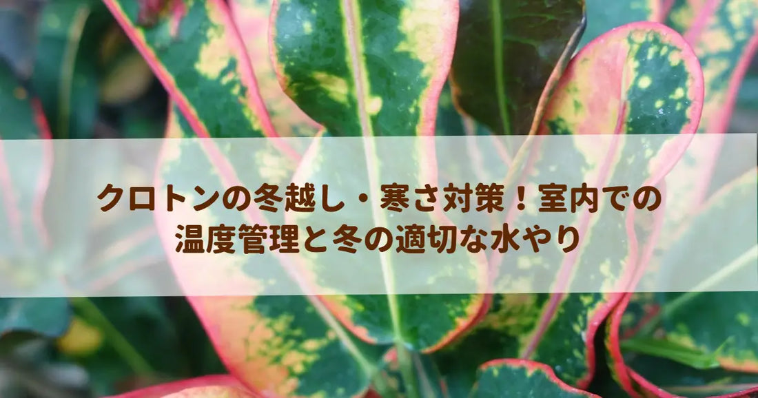 クロトンの冬越し・寒さ対策！室内での温度管理と冬の適切な水やり
