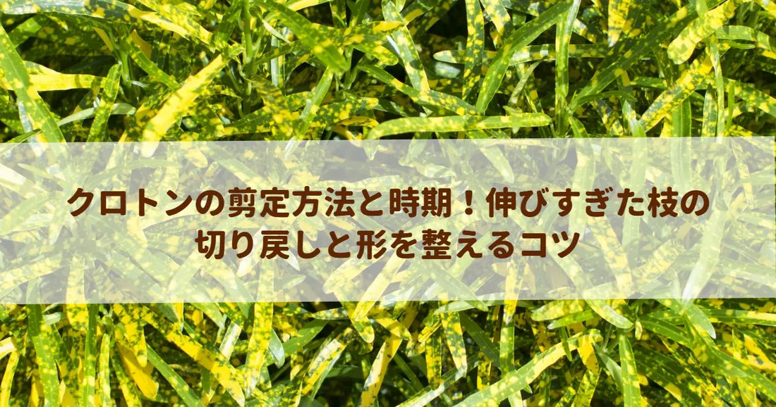 クロトンの剪定方法と時期！伸びすぎた枝の切り戻しと形を整えるコツ