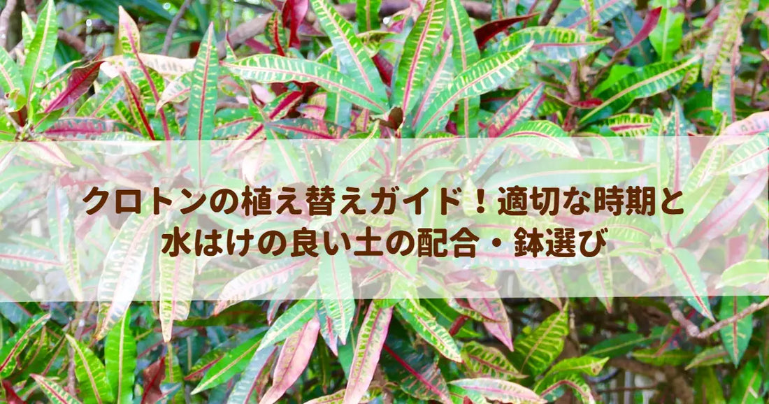 クロトンの植え替えガイド！適切な時期と水はけの良い土の配合・鉢選び
