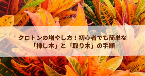 クロトンの増やし方！初心者でも簡単な「挿し木」と「取り木」の手順