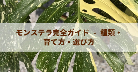 モンステラ完全ガイド：プロが教える種類・育て方・失敗しない選び方