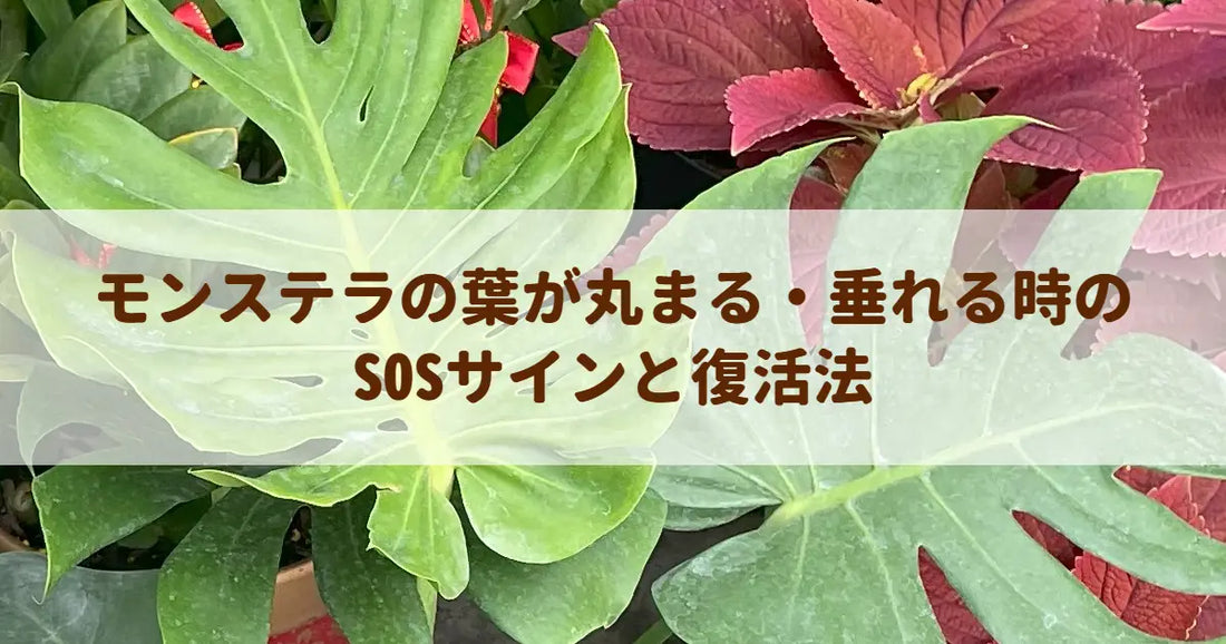 モンステラの葉が丸まる・垂れる時のSOSサインと復活法 – MU Plants