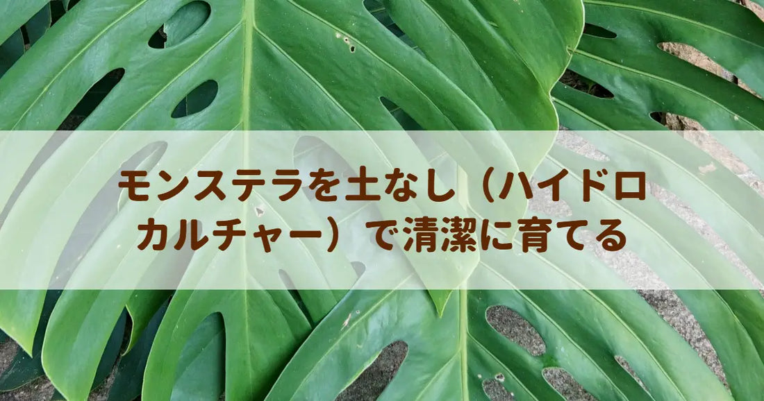 モンステラを土なし（ハイドロカルチャー）で清潔に育てる