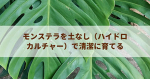 モンステラを土なし（ハイドロカルチャー）で清潔に育てる