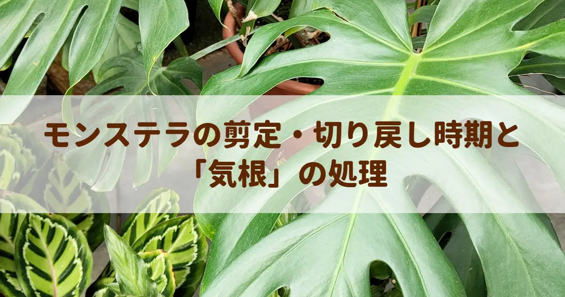 モンステラの剪定・切り戻し時期と「気根」の処理