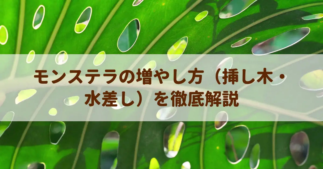 モンステラの増やし方（挿し木・水差し）を徹底解説