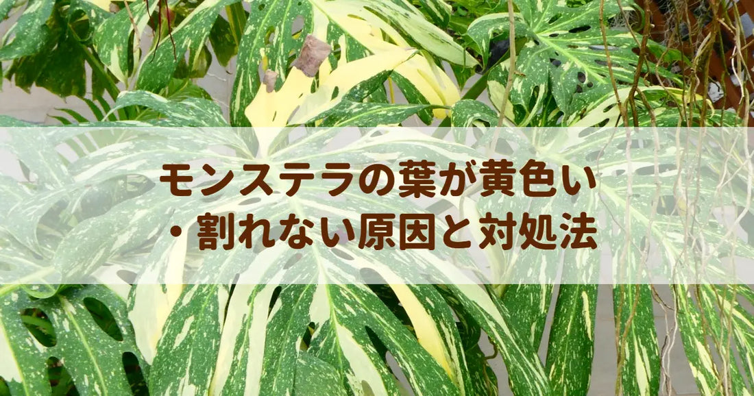 モンステラの葉が黄色い・割れない原因と対処法