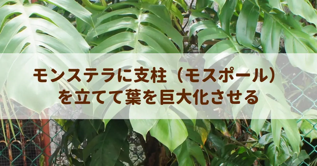 モンステラに支柱（モスポール）を立てて葉を巨大化させる
