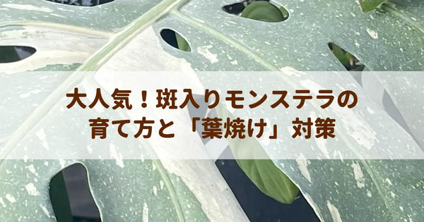 大人気！斑入りモンステラの育て方と「葉焼け」対策