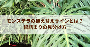 モンステラの植え替えサインとは？根詰まりの見分け方
