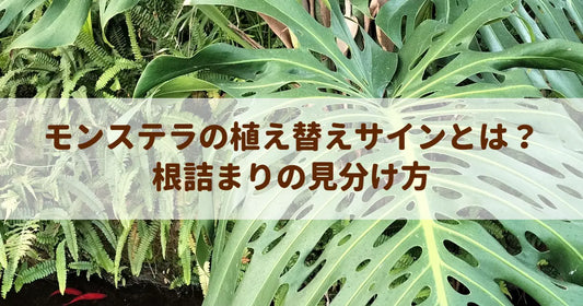 モンステラの植え替えサインとは？根詰まりの見分け方