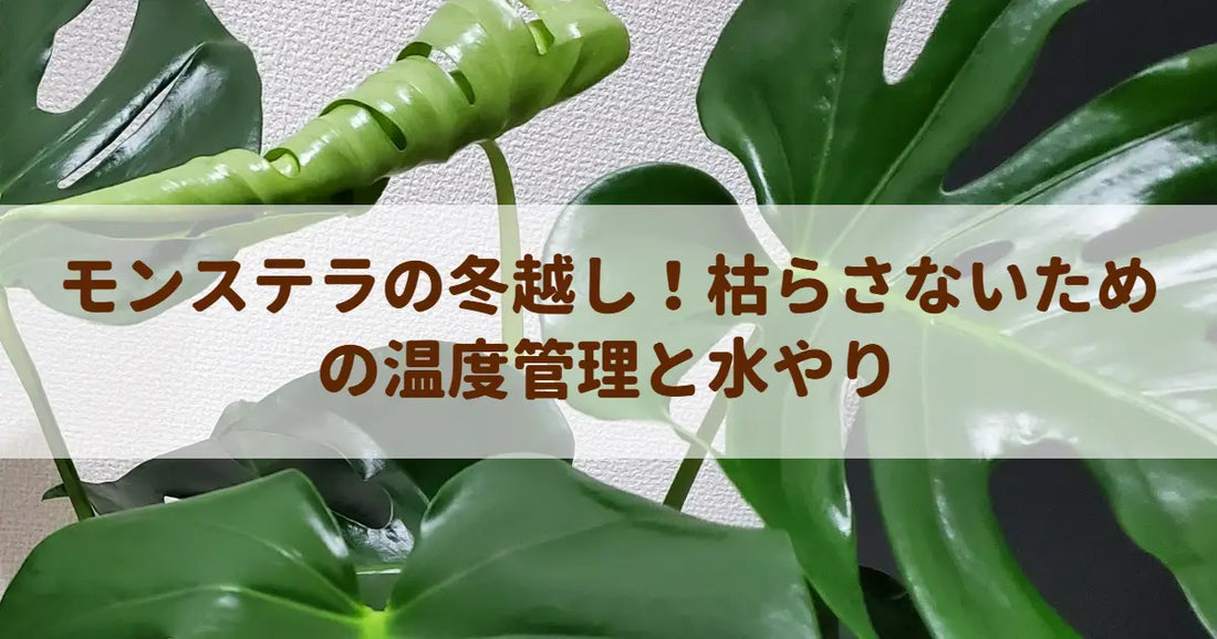 モンステラの冬越し！枯らさないための温度管理と水やり