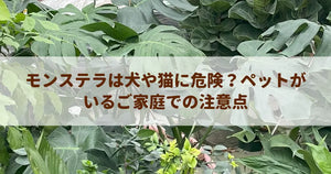 モンステラは犬や猫に危険？ペットがいるご家庭での注意点
