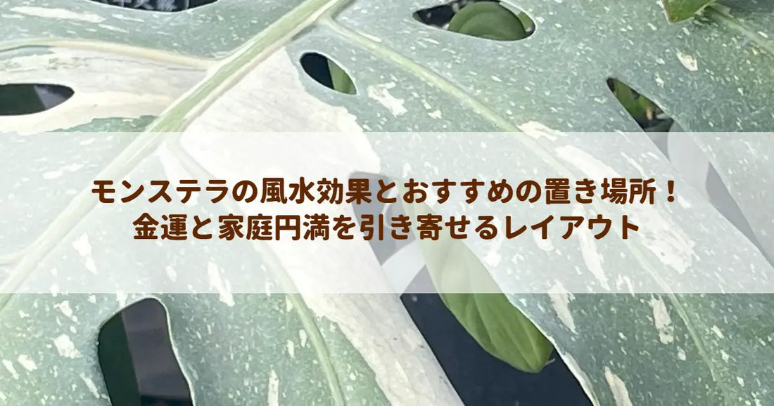 モンステラの風水効果とおすすめの置き場所！金運と家庭円満を引き寄せるレイアウト
