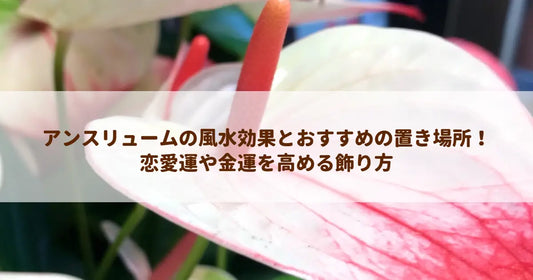アンスリュームの風水効果とおすすめの置き場所！恋愛運や金運を高める飾り方