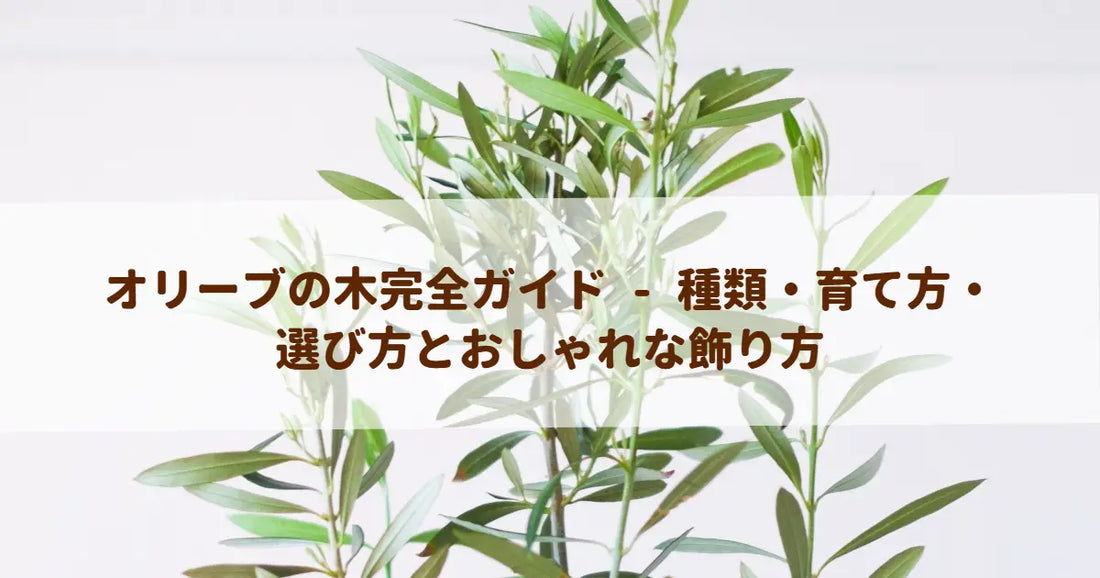 オリーブの木完全ガイド - 種類・育て方・選び方とおしゃれな飾り方