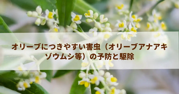 オリーブにつきやすい害虫（オリーブアナアキゾウムシ等）の予防と駆除