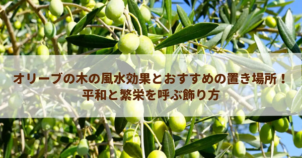 オリーブの木の風水効果とおすすめの置き場所！平和と繁栄を呼ぶ飾り方