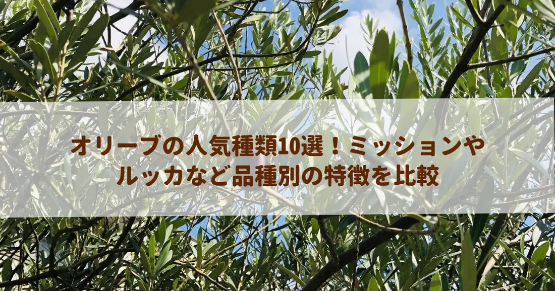 オリーブの人気種類10選！ミッションやルッカなど品種別の特徴を比較