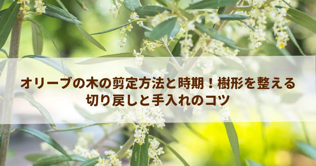 オリーブの木の剪定方法と時期！樹形を整える切り戻しと手入れのコツ