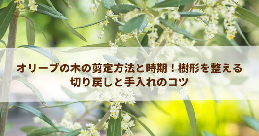 オリーブの木の剪定方法と時期！樹形を整える切り戻しと手入れのコツ