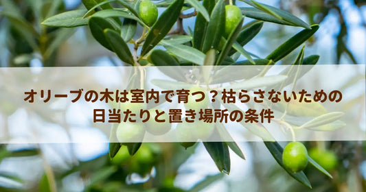 オリーブの木は室内で育つ？枯らさないための日当たりと置き場所の条件