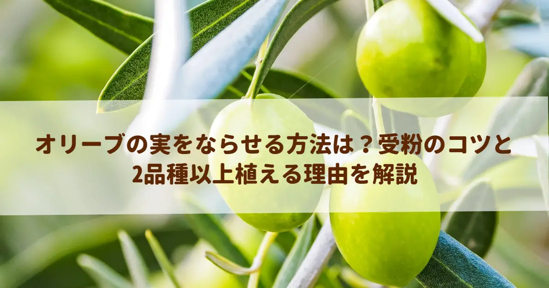 オリーブの実をならせる方法は？受粉のコツと2品種以上植える理由を解説