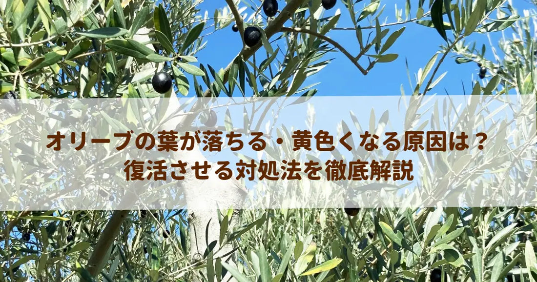 オリーブの葉が落ちる・黄色くなる原因は？復活させる対処法を徹底解説