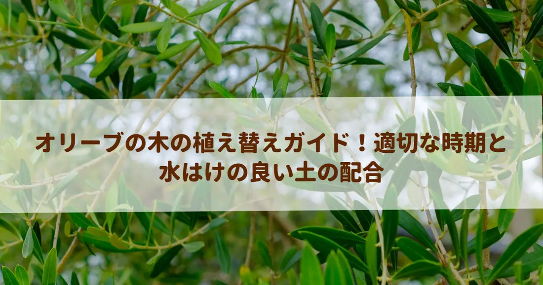 オリーブの木の植え替えガイド！適切な時期と水はけの良い土の配合