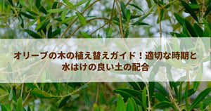 オリーブの木の植え替えガイド！適切な時期と水はけの良い土の配合