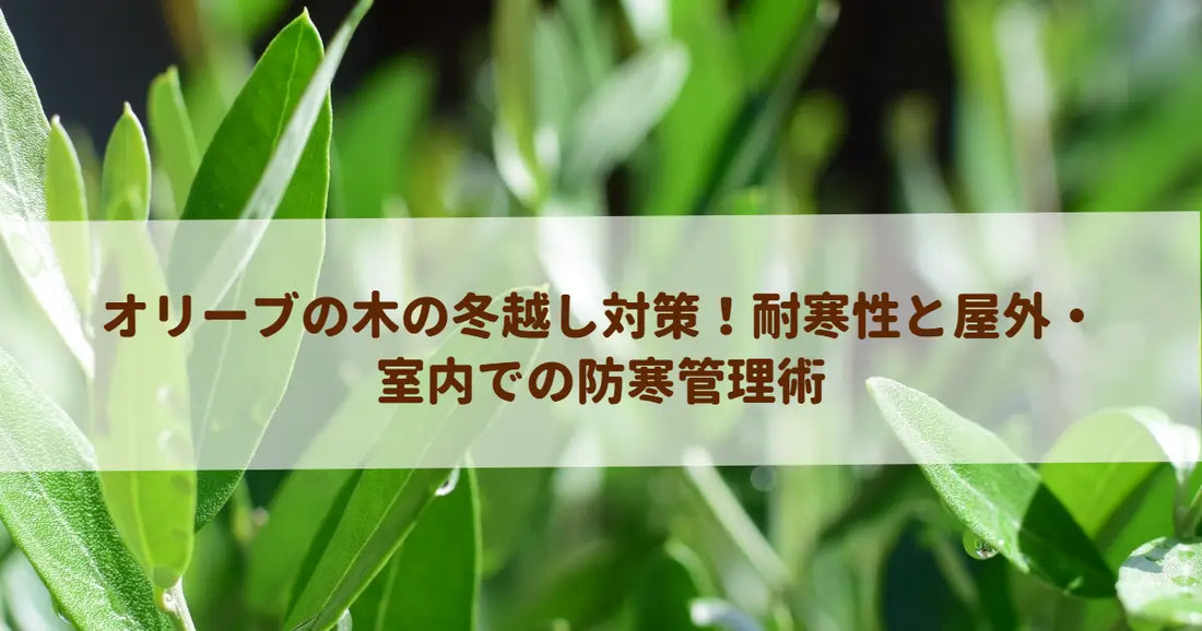 オリーブの木の冬越し対策！耐寒性と屋外・室内での防寒管理術