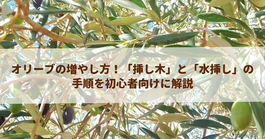 オリーブの増やし方！「挿し木」と「水挿し」の手順を初心者向けに解説