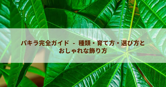 パキラ完全ガイド - 種類・育て方・選び方とおしゃれな飾り方