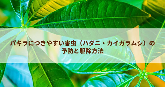 パキラにつきやすい害虫（ハダニ・カイガラムシ）の予防と駆除方法