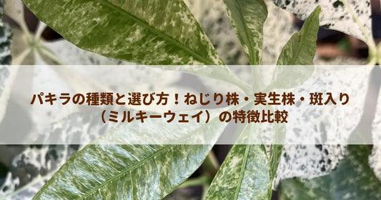 パキラの種類と選び方！ねじり株・実生株・斑入り（ミルキーウェイ）の特徴比較