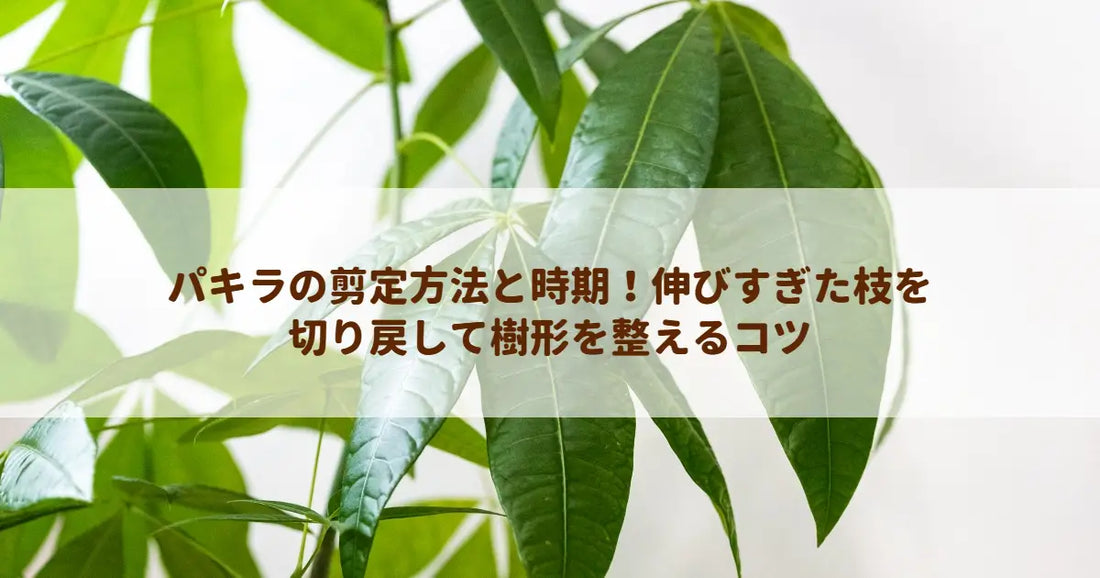 パキラの剪定方法と時期！伸びすぎた枝を切り戻して樹形を整えるコツ