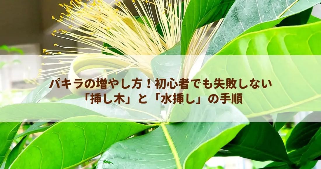 パキラの増やし方！初心者でも失敗しない「挿し木」と「水挿し」の手順