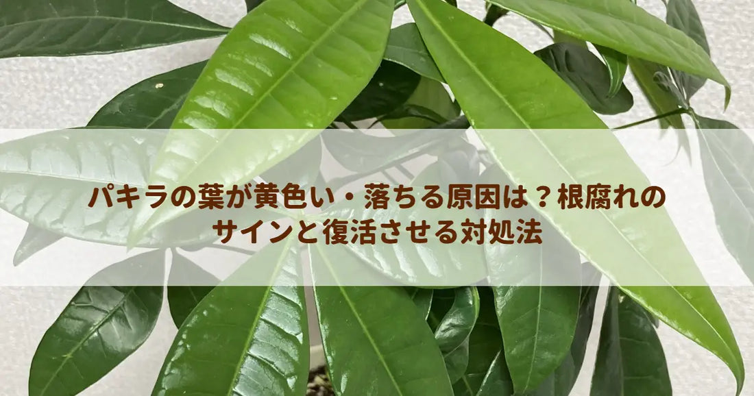 パキラの葉が黄色い・落ちる原因は？根腐れのサインと復活させる対処法