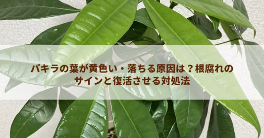 パキラの葉が黄色い・落ちる原因は？根腐れのサインと復活させる対処法