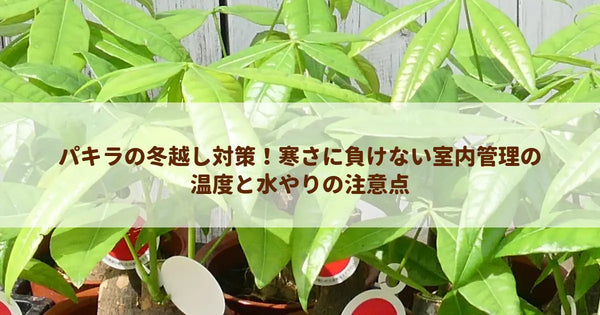 パキラの冬越し対策！寒さに負けない室内管理の温度と水やりの注意点