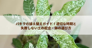 パキラの植え替えガイド！適切な時期と失敗しない土の配合・鉢の選び方