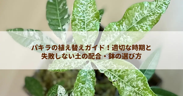 パキラの植え替えガイド！適切な時期と失敗しない土の配合・鉢の選び方