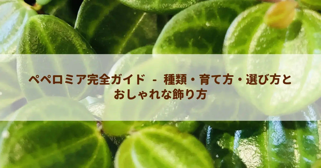 ペペロミア完全ガイド - 種類・育て方・選び方とおしゃれな飾り方