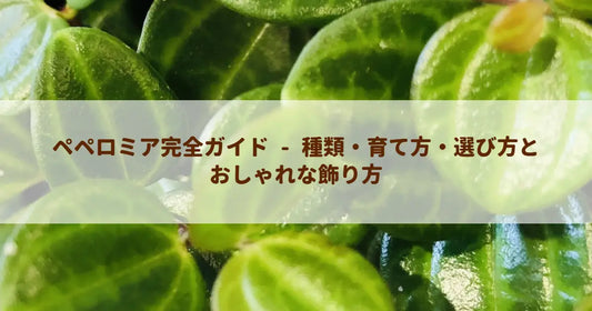 ペペロミア完全ガイド - 種類・育て方・選び方とおしゃれな飾り方