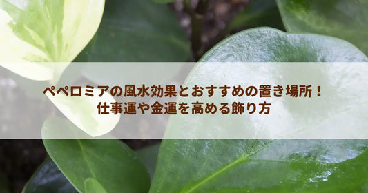ペペロミアの風水効果とおすすめの置き場所！仕事運や金運を高める飾り方