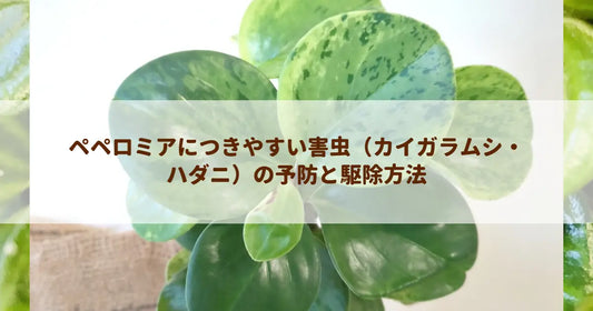 ペペロミアにつきやすい害虫（カイガラムシ・ハダニ）の予防と駆除方法