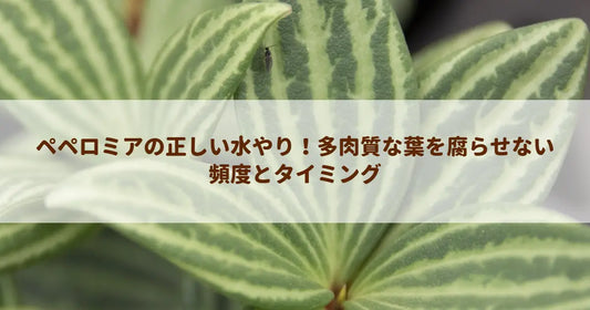 ペペロミアの正しい水やり！多肉質な葉を腐らせない頻度とタイミング